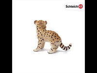 Cheetah Cub