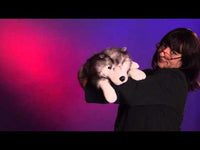 Wolf, Timber Hand Puppet