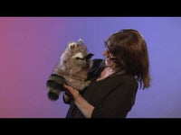 Raccoon