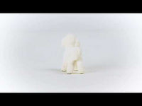 Bichon Frise