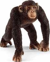 Chimpanzee, Male
