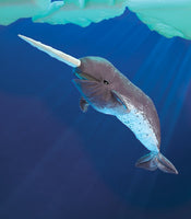 Narwhal