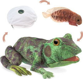 Frog Life Cycle