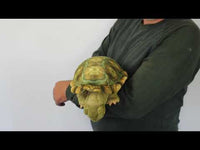 Tortoise, Standing