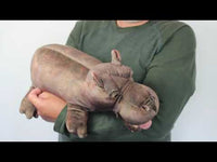 Baby Hippo
