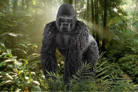 Gorilla, Male