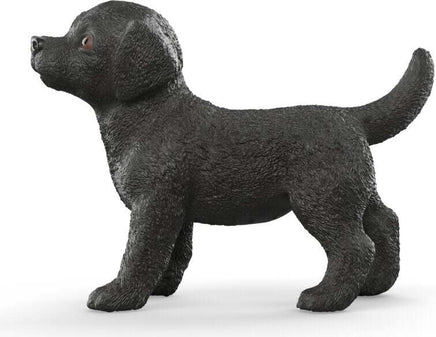 Black Labrador Retriever Puppy