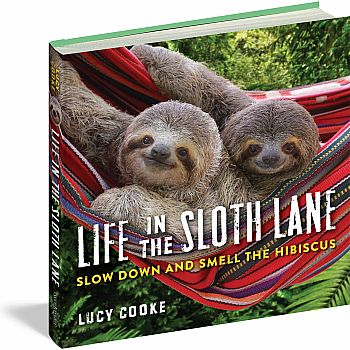 Life in the Sloth Lane